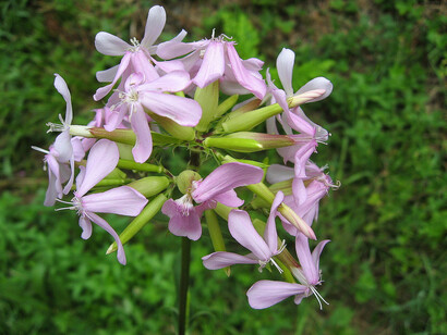 Saponaria Officinalis