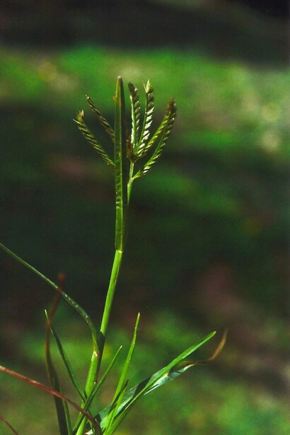 Paragis has strong laxative properties