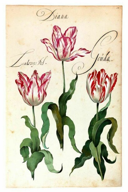 Franciscus De Geest, florilegio Hortus Amoenissimus,1668