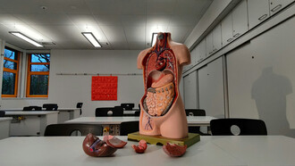 The organs keep our body alive, balanced, and functioning as one system