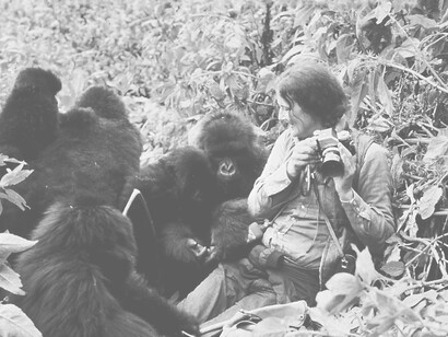 What prompted Fossey to travel to Virunga was not an academic ambition, but a love for animals, for gorillas in particular