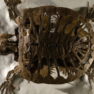 Cretaceous Seaway. Courtesy of Carnegie Museum of Natural History