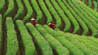 By restoring soil health naturally, regenerative agriculture provides cost-effective, abundant harvests that build economic security, improve global health, and foster long-term peace