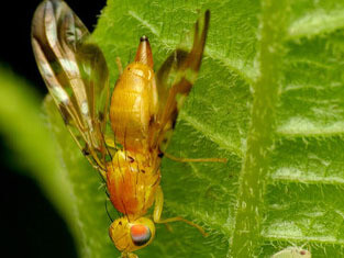 El vuelo irregular de la mosca solitaria y alegre; la persigue mirando sin gesticular; da un manotazo certero, la derriba, con un golpe seco, la aplasta. Mosca de la fruta (Drosophila melanogaster)