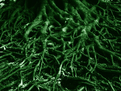 A global map of the symbiotic status of forests was made using a database of over 1.1 million forest inventory plots that collectively contain over 28,000 tree species