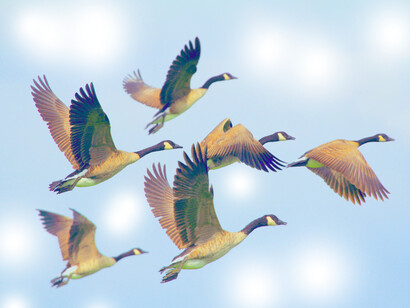 Mallard ducks showing the feathers in their wings, flying, the Fibonacci sequence