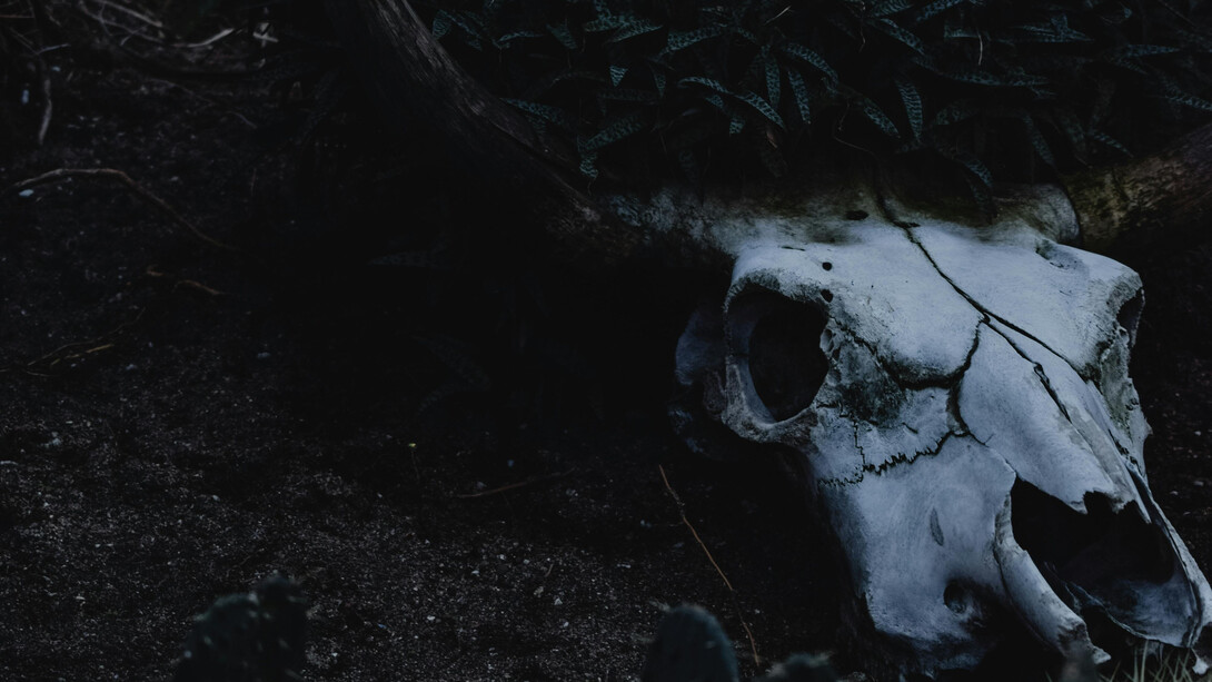 The skull of a dead animal on the desert, illuminated by moonlight