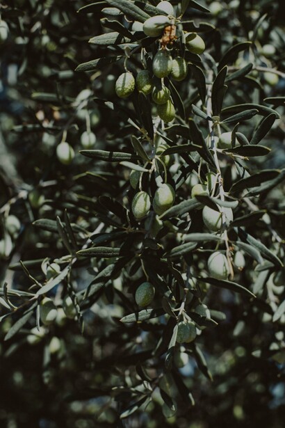 As oliveiras simbolizam paz e fertilidade, uma herança cultural rica desde a Grécia Antiga