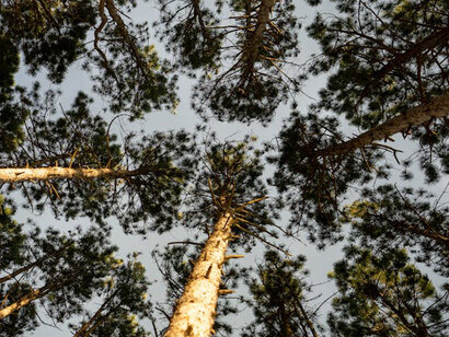 The forest's towering trees and their intertwined branches mirror the existential discovery of relationships and the continuous tension between presence and absence