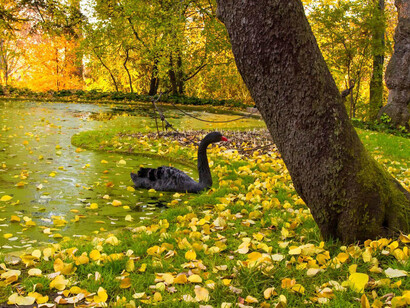 MAdrid. Cisne negro en el Jardín de "El Capricho"
