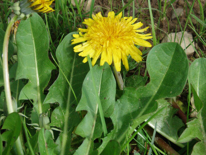 Tarassaco (Taraxacum officinale)