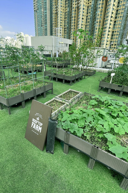 Fattoria urbana sul tetto, Lai Chi Kok, Hong Kong