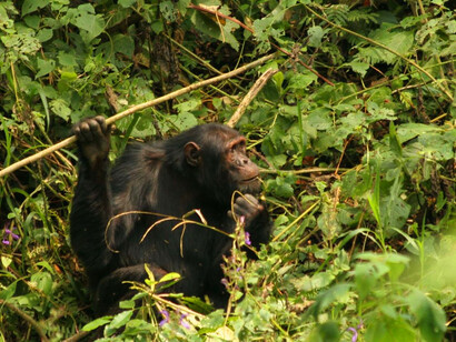 In Fongoli, there have been cases in which chimpanzees have taken refuge in natural cavities