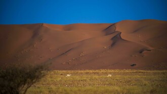 Saudi Arabia ha sido el caso paradigmático de la ambición transformadora. Bajo Vision 2030, Riad definió una hoja de ruta para reducir la dependencia petrolera; mediante turismo religioso y no religioso, energías renovables, entretenimiento y manufactura, ejecutada en gran medida por el Public Investment Fund (PIF). Reserva de Uruq Bani Ma'arid,2025. Arabia Saudita