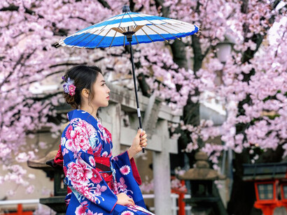 An Asian woman dressed in a traditional Japanese kimono stands gracefully among cherry blossoms in full bloom, embracing the beauty of spring in Japan