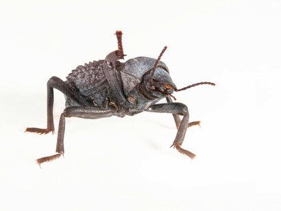 Death feigning beetle (Absolus verrucosus). Courtesy of Canadian Museum of Nature. Photo by Alex Macdonald