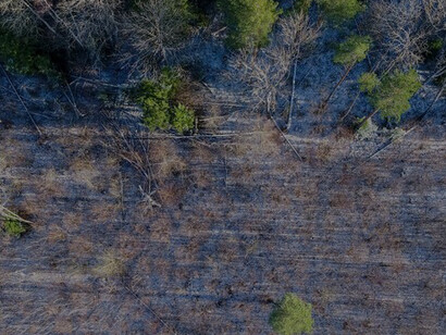 Forest scene with scorched trees and a carpet of fallen leaves, depicting the consequences of deforestation in the context of EU regulations