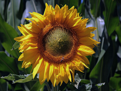 A sunflower taking in light during a clear day