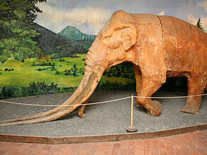 Mastodon Collection. Courtesy of Muzej Velenje