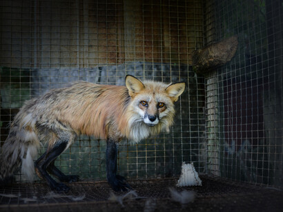 Volpe in cattività: malnutrizione e condizioni fisiche precarie sono dovute alla costrizione in ambienti ridotti e alla scarsa motilità