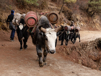 The majestic yaks traverse the rugged trails of Nepal, humble yet vital companions in the challenging journey through the Himalayan heights