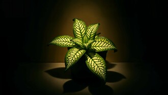 Light as signal: illumination as communication in the semiosphere