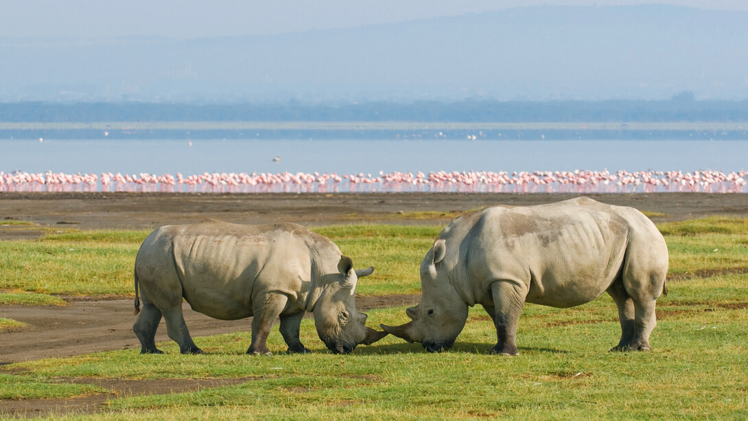 Rhinos roaming around Lake Nakuru, Africa