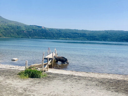 A boar calmly drinks from a lake