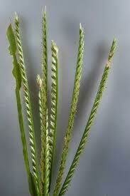 Paragis is a good anti-inflammatory