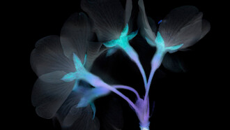 Yoishiro Nishimura, Fleur de Merisier. Scangramme, impression jet d'encre, 210×297 mm. Tirage limité à 30. Minnano Gallery, Tokyo.