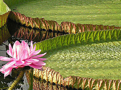 Victoria amazónica cubriendo con sus hojas el terreno
