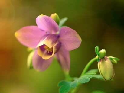 Narciso violeta