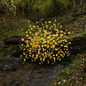 Andy Goldsworthy, Elm leaves. Grass stalks. Fallen elm. Calm. For Olle Lundberg. Dumfriesshire, Scotland. 4 November 2025 (detail), 2025. Courtesy of Haines Gallery