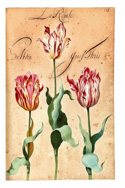 Franciscus De Geest, florilegio Hortus Amoenissimus,1668