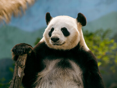 A panda bear relaxing on a brach