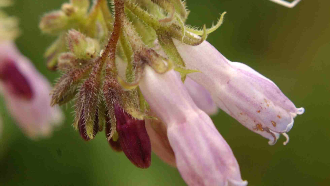 Symphytum officinale