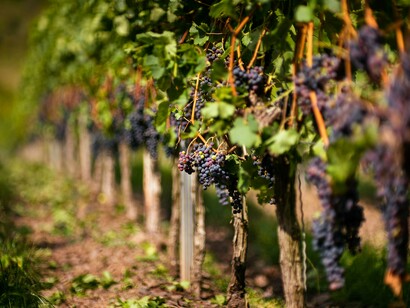 Uva. Nel comune di Cori, questo vino, viene chiamato ancora come una volta “Nero buono di Cori”, questo per ribadire e confermare il legame che c’è con la storia di questi prodotti e gli abitanti di Cori