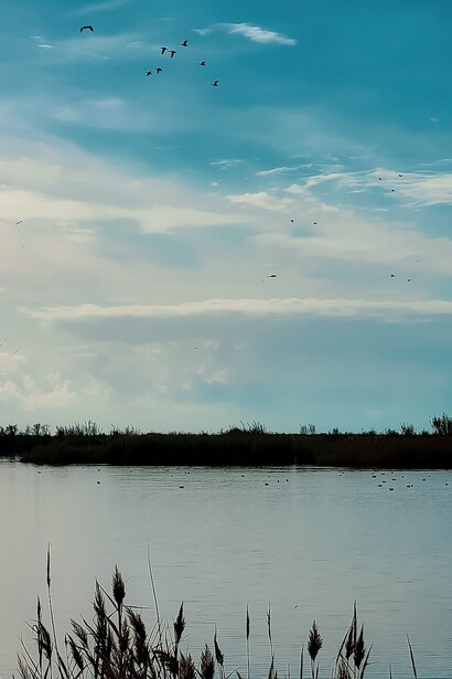 La protezione e la valorizzazione di quest'area sono essenziali non solo per la conservazione della biodiversità locale, ma anche per promuovere la consapevolezza ambientale nelle comunità circostanti. Riserva naturale Foce Volturno Costa di Licola. Oasi dei Variconi. Castel Volturno, Italia