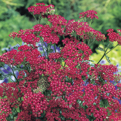 Achillea millefolium, fiori magenta