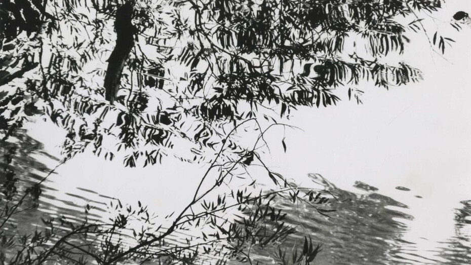 Barbara Blondeau, Untitled (tree branches and a pond), 1966. Courtesy of Stephen Daiter Gallery