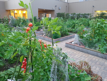 Fattoria urbana sul tetto di Atre Ebisu, Tokyo, Giappone