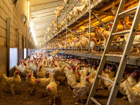 Pollame in allevamento: spesso le condizioni igienico-sanitarie non vengono rispettate