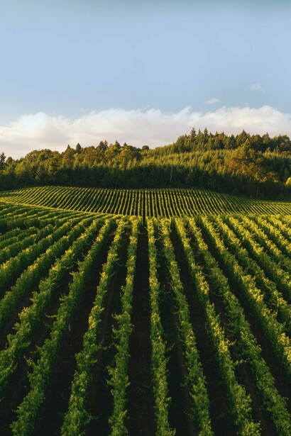 Vineyard, clouds and sunshine in Oregon, USA