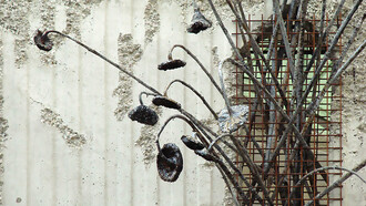 Young conifer saplings rise through the undergrowth of a tranquil forest floor, capturing the quiet resilience of nature’s regrowth. Photo credit: © Norbert Nagel