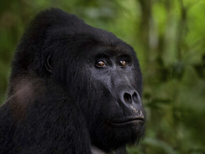 About a thousand of Mountain Gorillas are located on the Virunga Mountains