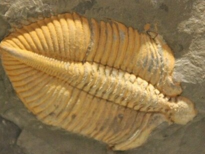 Fossile di un trilobite, dorso