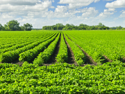 Morocco Agriculture Ministry adopted the Green Generation 2020-2030 plan