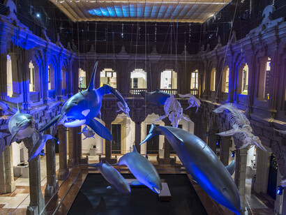 Cetaceans of Andalusia, exhibition view. Courtesy of Casa de la Ciencia