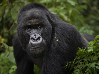 The Mountain Gorilla (Gorilla gorilla beringei) is a subspecies of the Gorilla gorilla