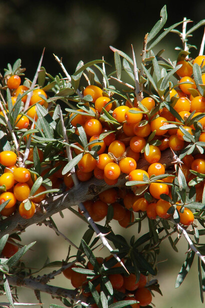 Hippophae rhamnoides, particolare frutti
